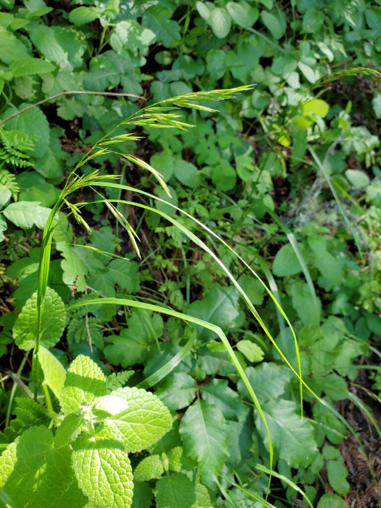 Melica geyeri - Geyer's oniongrass