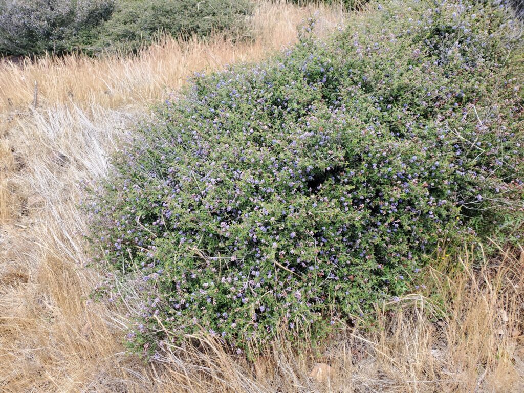 Ceanothus foliosus - wavyleaf ceanothus