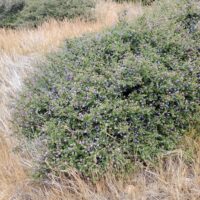 Ceanothus foliosus