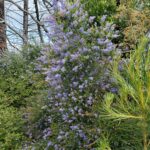 Ceanothus parryi - Parry's ceanothus, ladybloom