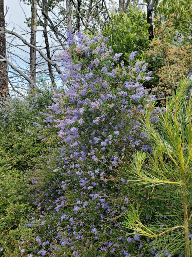 Ceanothus parryi - Parry's ceanothus, ladybloom