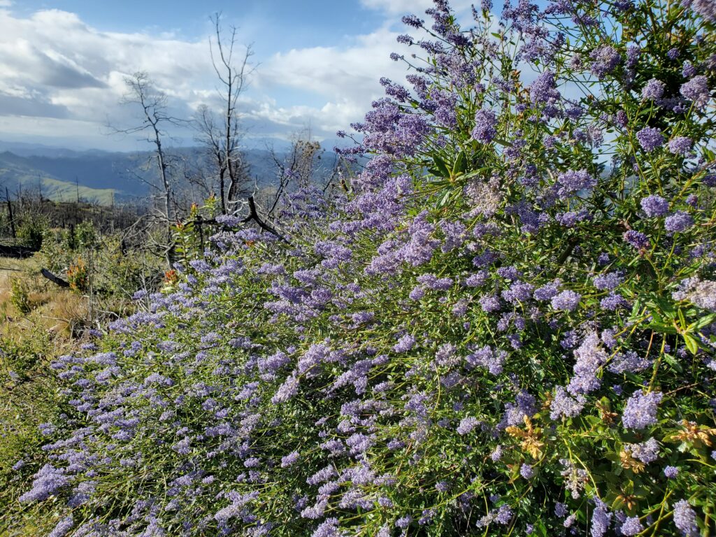 Ceanothus parryi - Parry's ceanothus, ladybloom