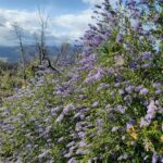 Ceanothus parryi - Parry's ceanothus, ladybloom