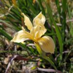 Iris fernaldii - Fernald's iris