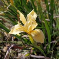 Iris fernaldii - Fernald's iris