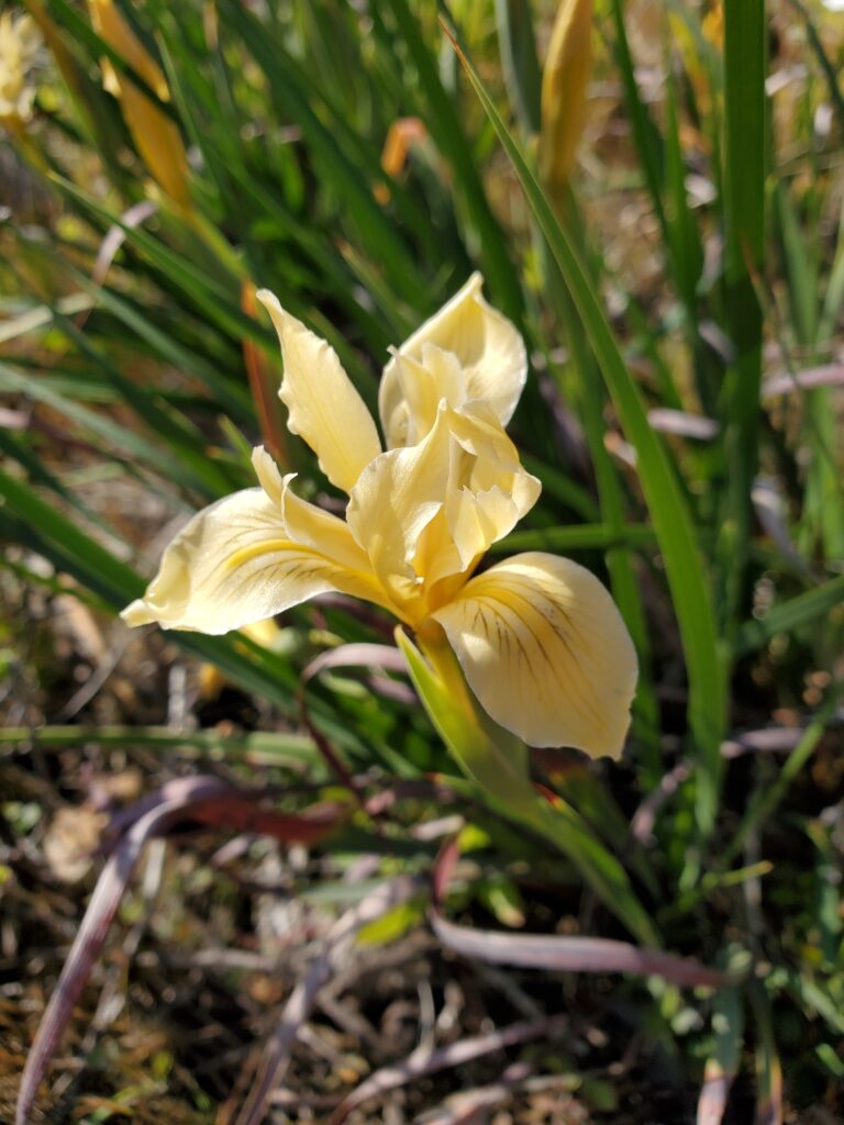 Iris fernaldii - Fernald's iris