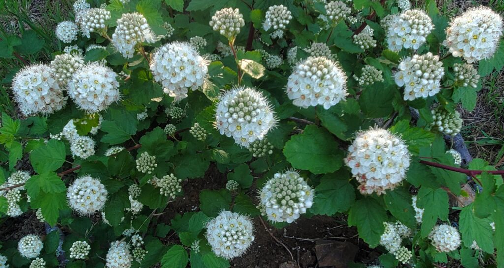 Physocarpus capitatus 'Siskiyou Beauty' - western ninebark