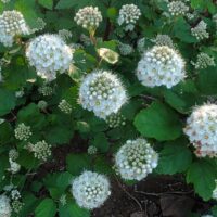 Physocarpus capitatus ‘Siskiyou Beauty’