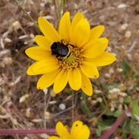 Wyethia angustifolia