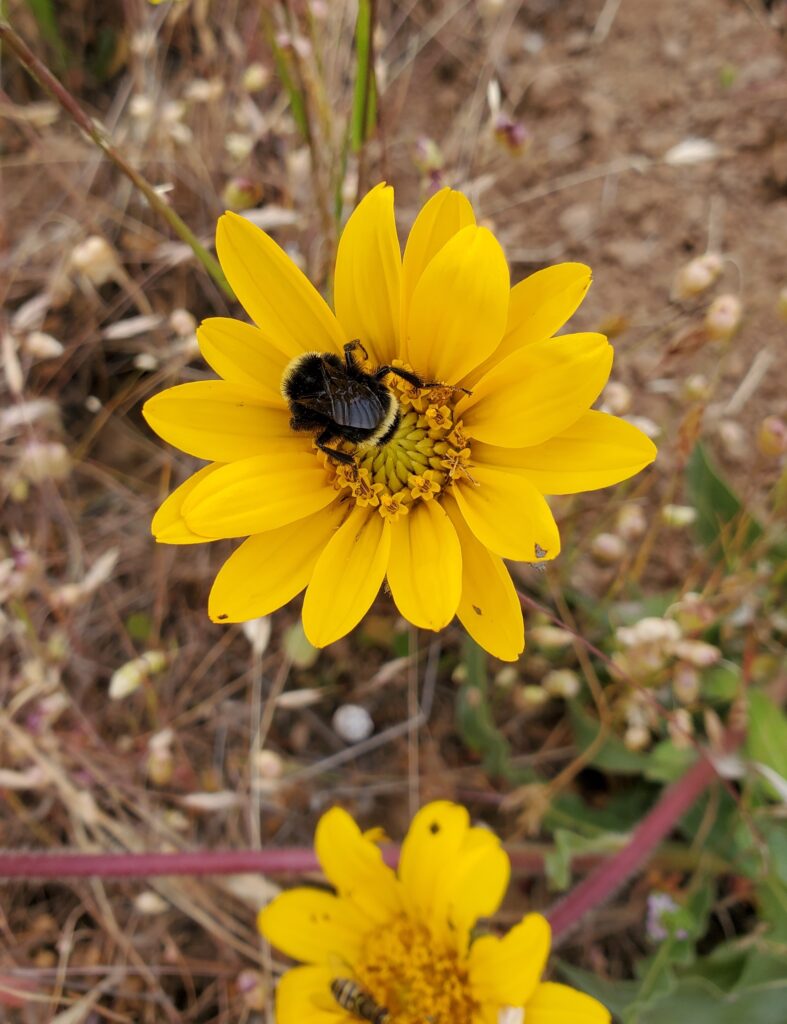 Wyethia angustifolia - narrow leaved mule ears