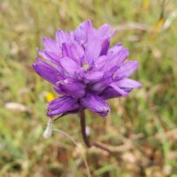 Dichelostemma congestum
