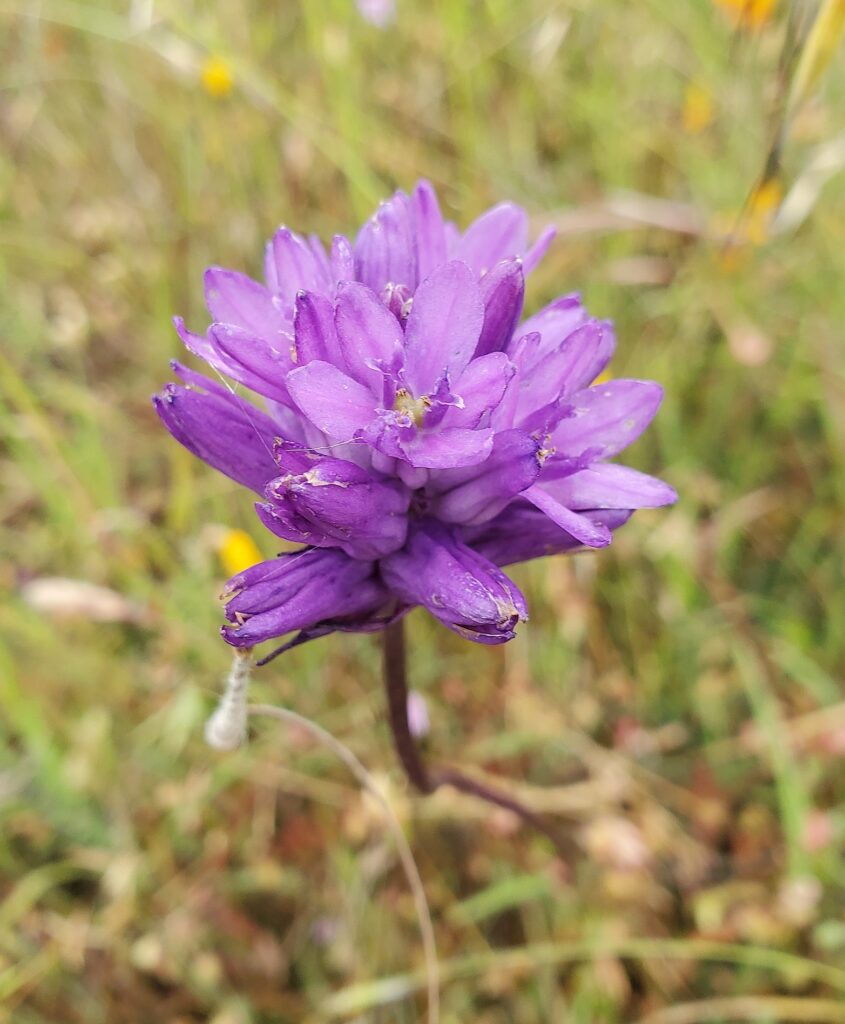 Dichelostemma congestum - ookow