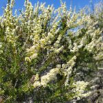 Adenostoma fasciculatum - chamise