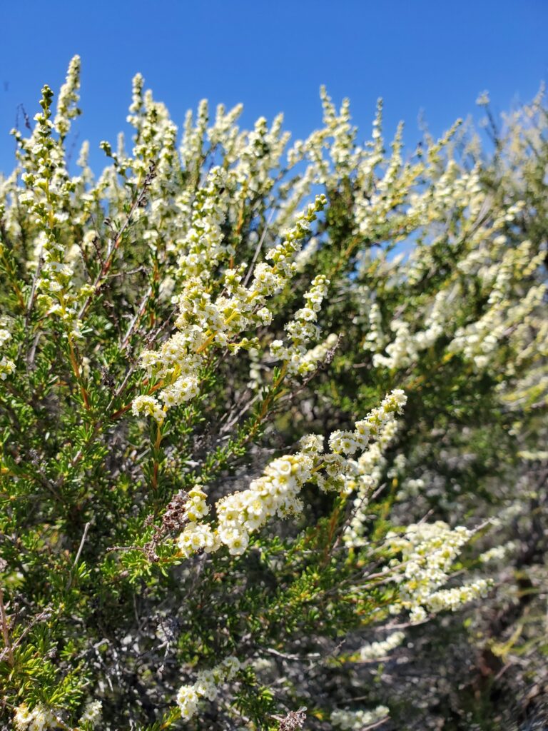 Adenostoma fasciculatum - chamise