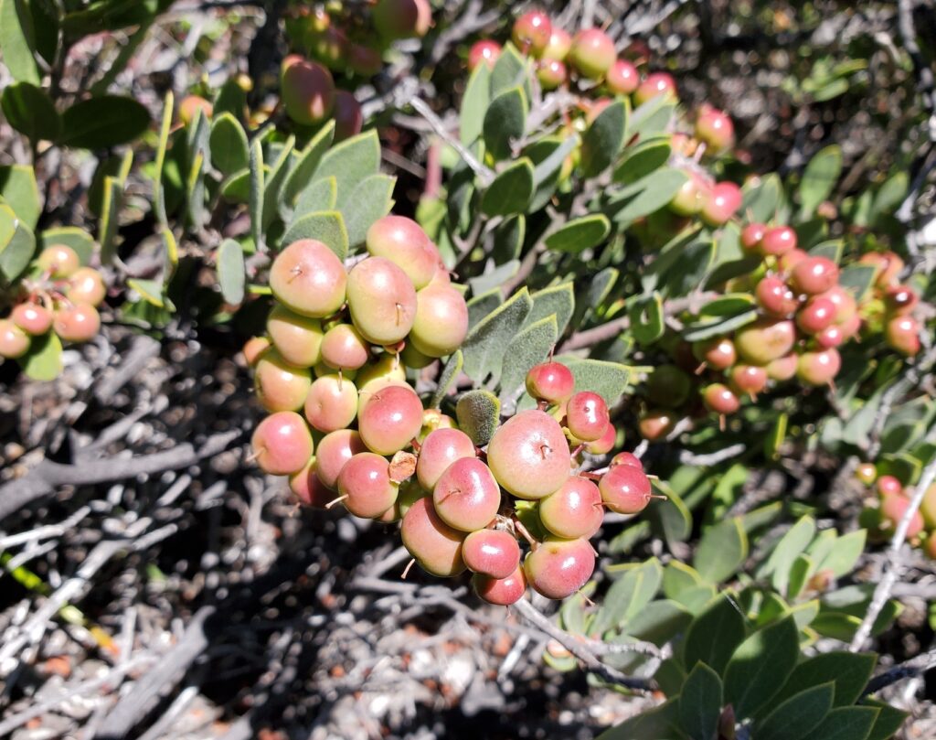 Arctostaphylos montana ssp. montana - Mount Tamalpais manzanita