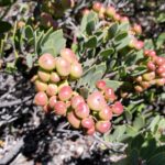 Arctostaphylos montana ssp. montana - Mount Tamalpais manzanita