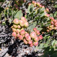 Arctostaphylos montana ssp. montana