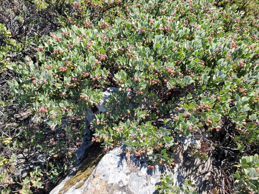 Arctostaphylos montana ssp. montana - Mount Tamalpais manzanita