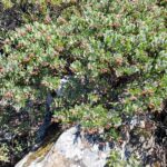 Arctostaphylos montana ssp. montana - Mount Tamalpais manzanita