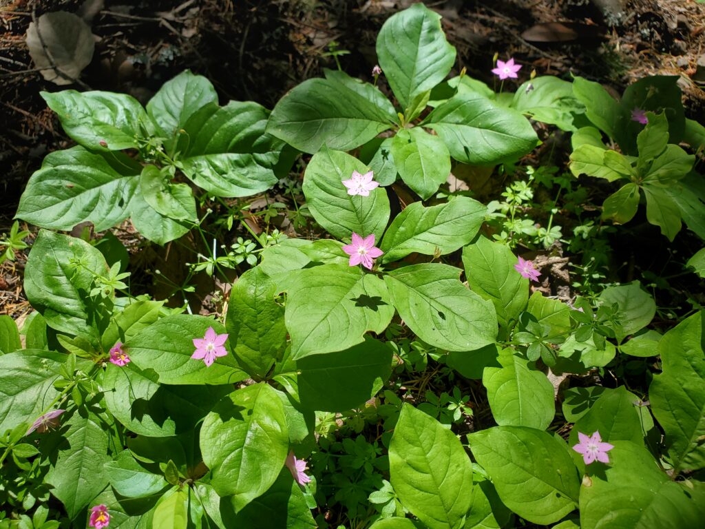 Trientalis latifolia - star flower