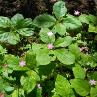 Trientalis latifolia - star flower