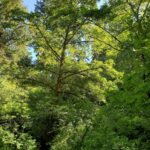 Alnus rubra - red alder