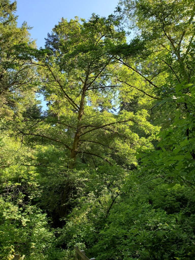 Alnus rubra - red alder