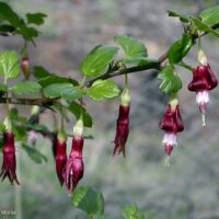 Ribes roezlii
