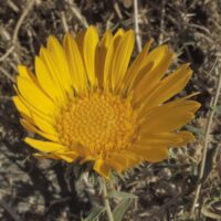 Grindelia camporum