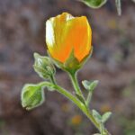 Abutilon palmeri - Indian mallow
