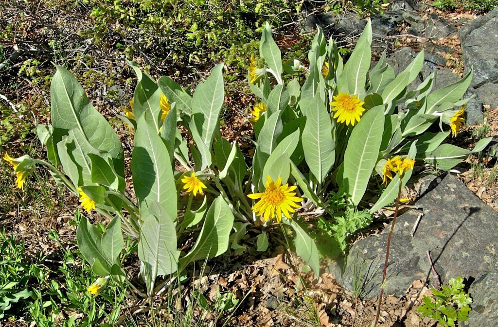 Wyethia helenioides - gray mule ears