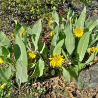 Wyethia helenioides - gray mule ears