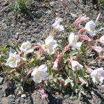 Oenothera californica - California primrose