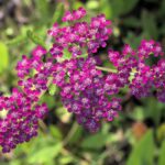 Achillea millefolium 'Island Pink' - yarrow