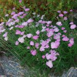 Achillea millefolium 'Island Pink' - yarrow