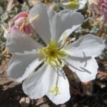 Oenothera californica - California primrose