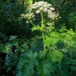 Heracleum maximum - cow parsnip