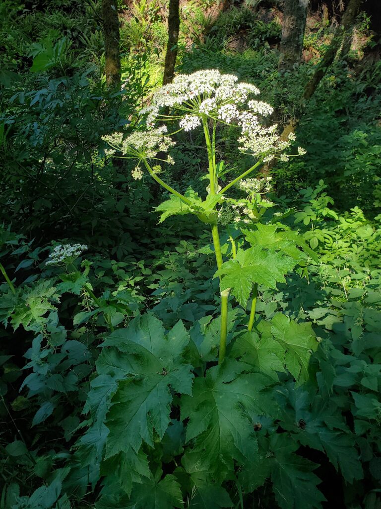 Heracleum maximum - cow parsnip