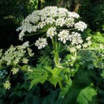 Heracleum maximum - cow parsnip