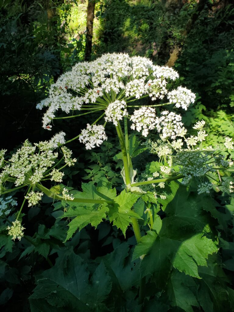 Heracleum maximum - cow parsnip