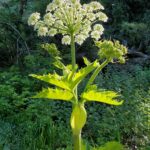 Heracleum maximum - cow parsnip