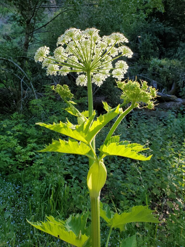 Heracleum maximum - cow parsnip
