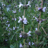 Salvia ‘Calamity Jane’