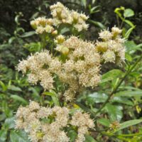 Baccharis glutinosa (douglasii)