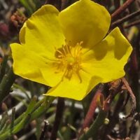 Helianthemum (Crocanthemum) scoparium - peak rushrose