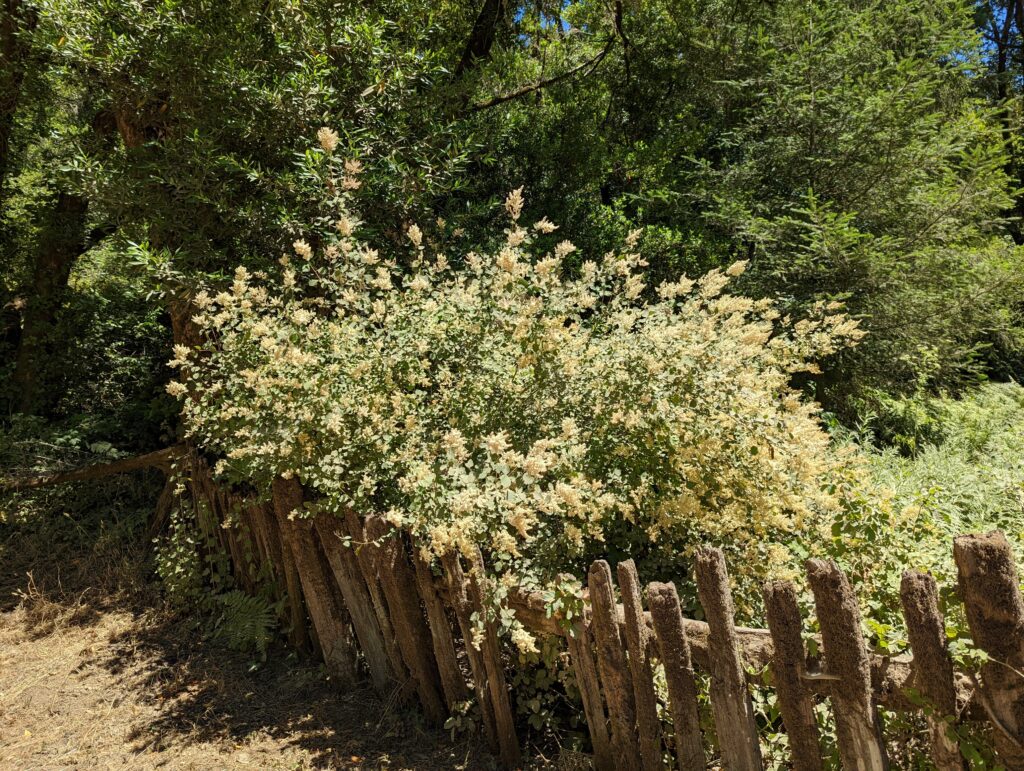 Holodiscus discolor - cream bush, ocean spray