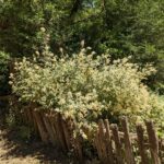 Holodiscus discolor - cream bush, ocean spray