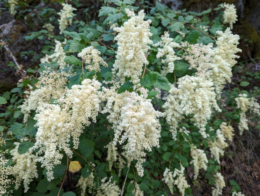 Holodiscus discolor - cream bush, ocean spray