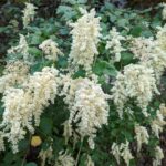 Holodiscus discolor - cream bush, ocean spray