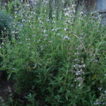 Salvia 'Calamity Jane' - calamity Jane sage